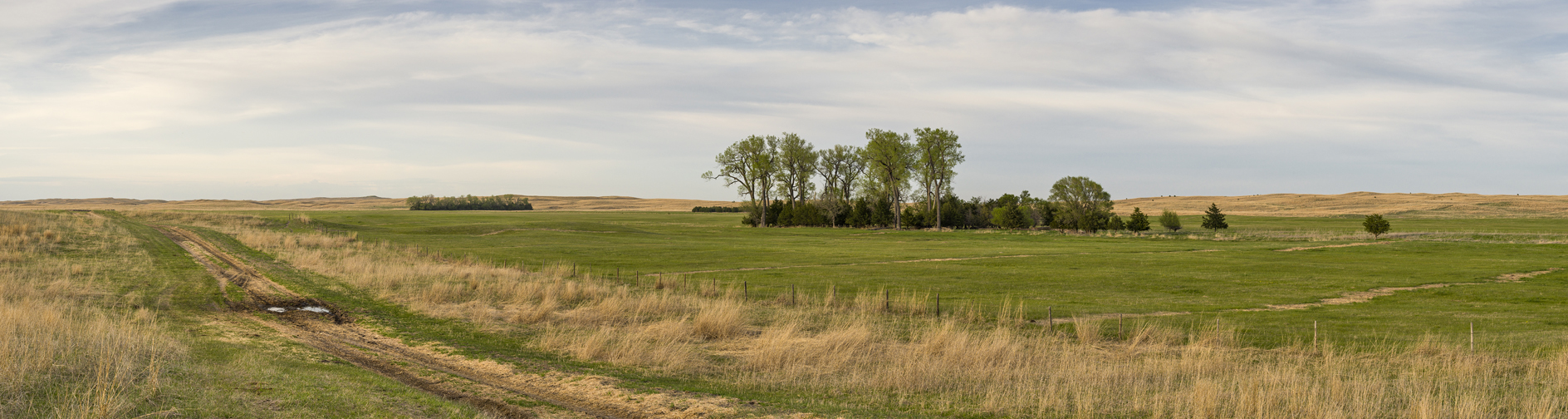 Early Evening Meadow