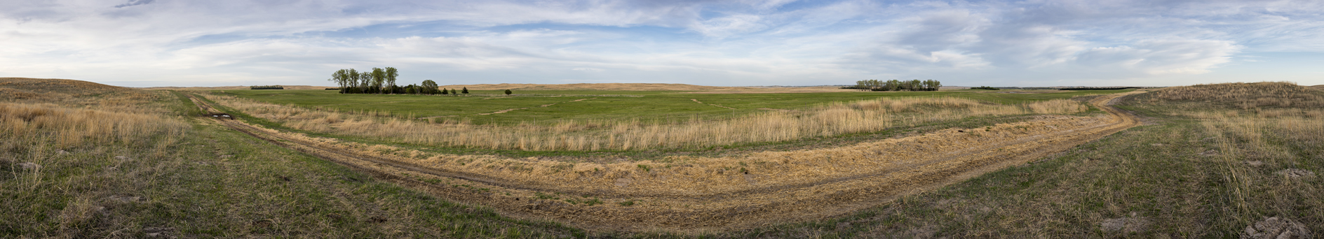 Early Evening Meadow II