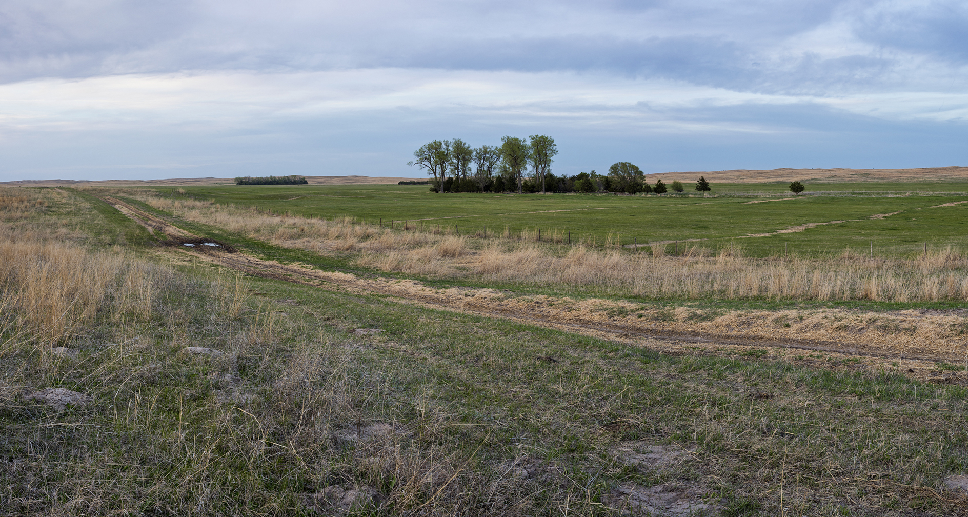 Early Evening Meadow III