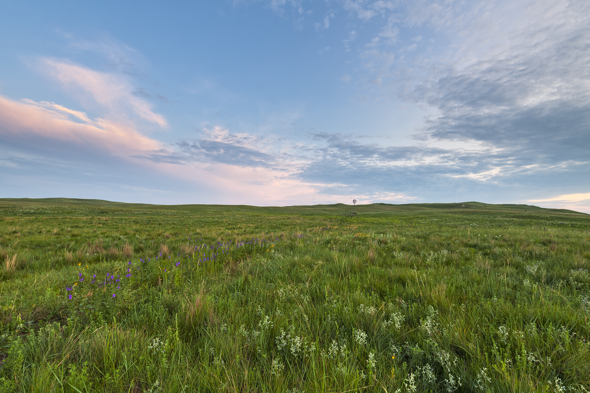 Early on the Pasture