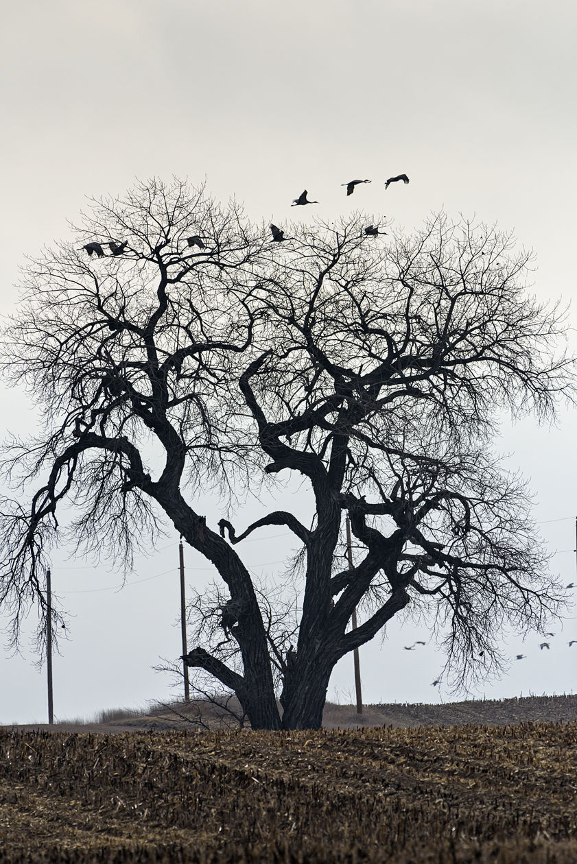 Early Spring Arrivals