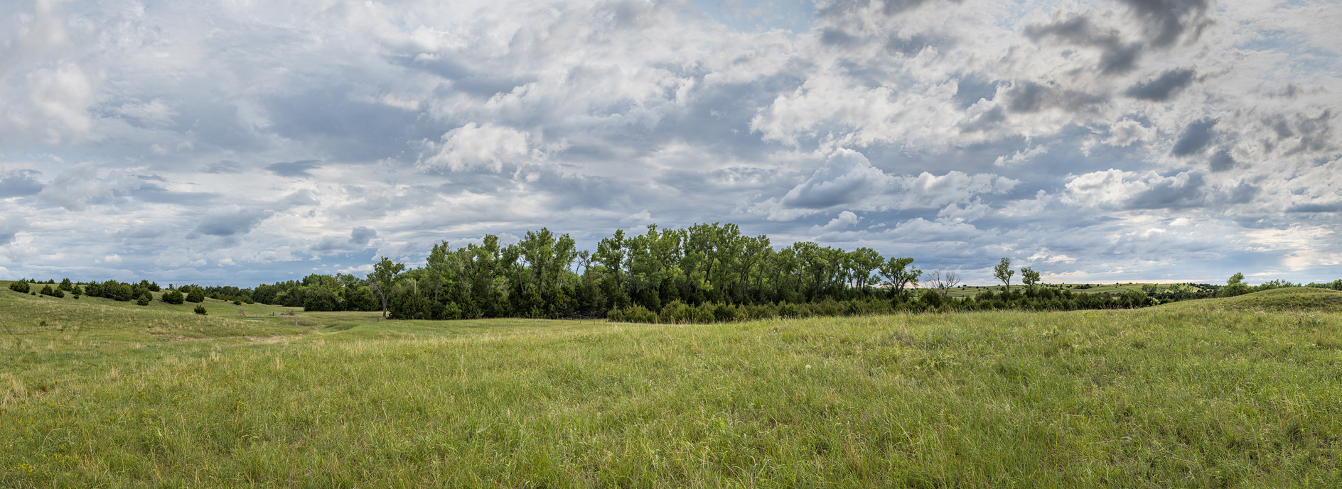 Early Summer Pasture