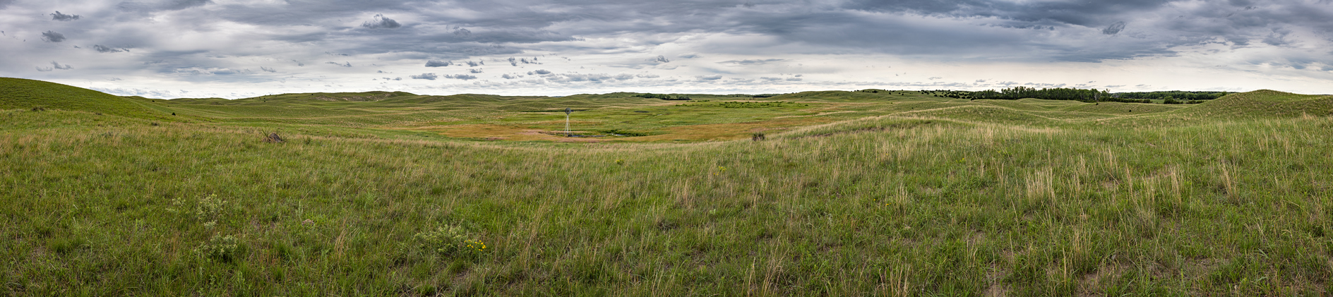 Early Summer Pasture II