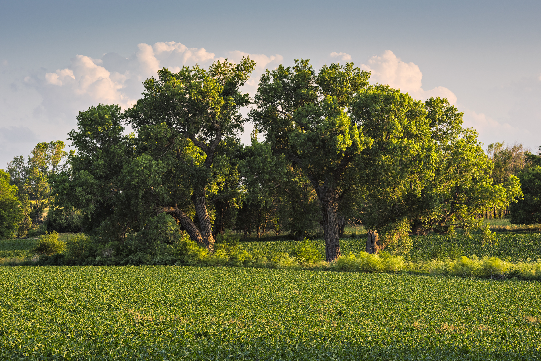 Echoes on the Prairie II