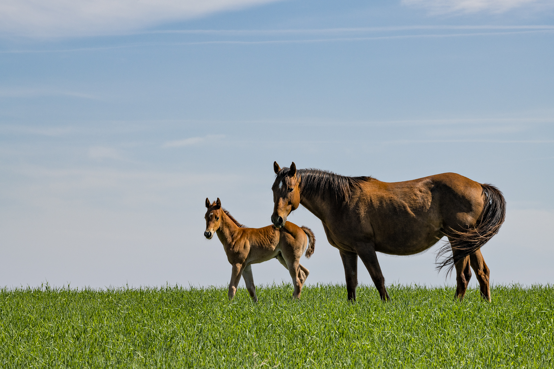 Equine Afternoon
