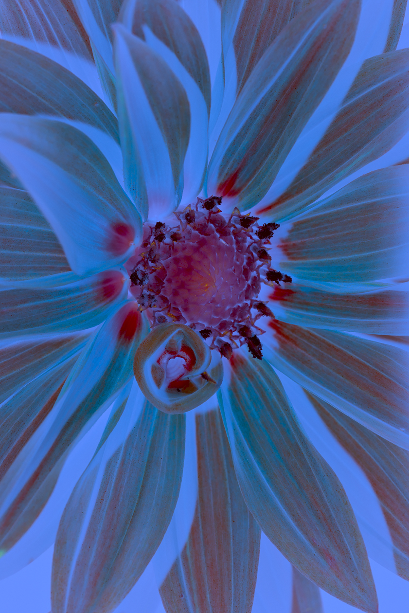 Essence of Dahlia II