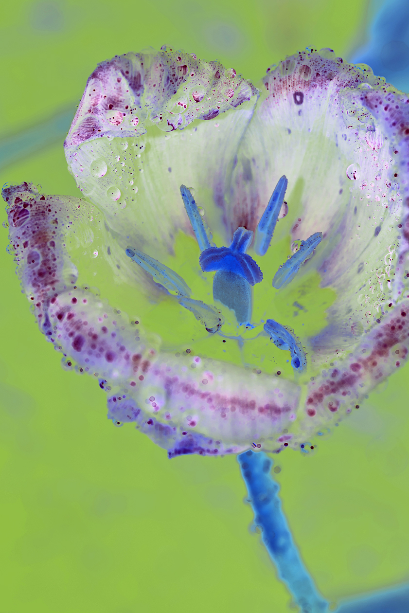 Essence of Tulip III