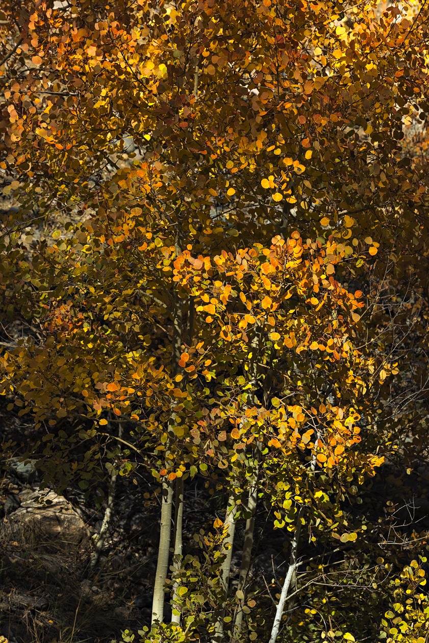 Evening Aspens