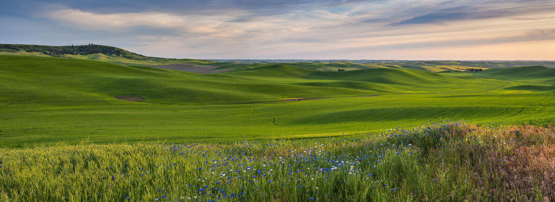 Evening Blue Notes II