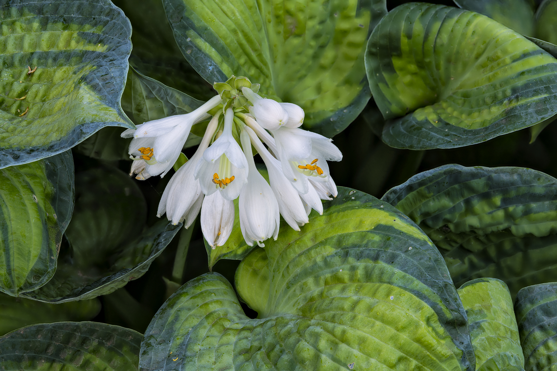 Evening Hostas