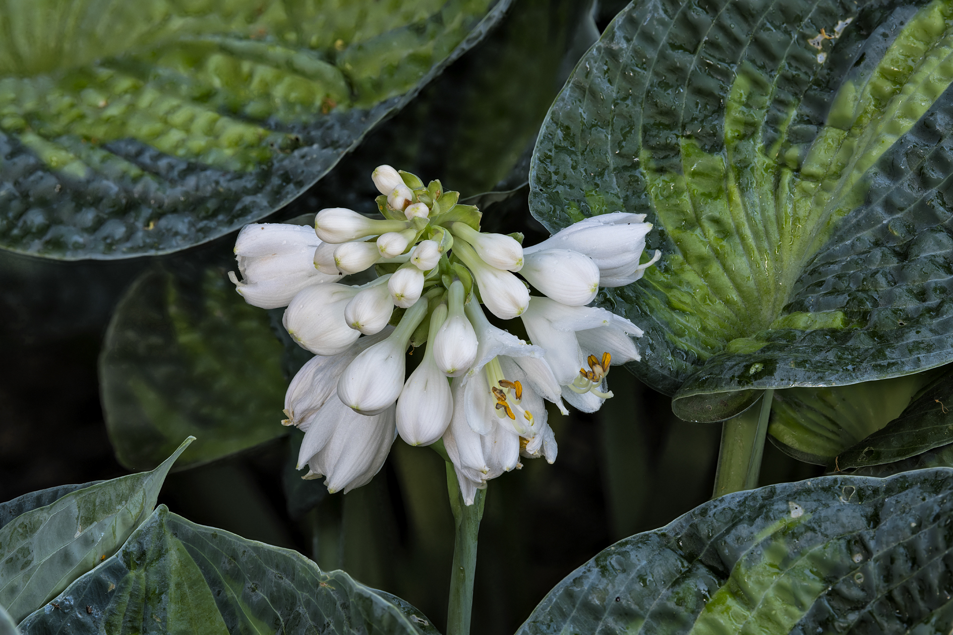 Evening Hostas II