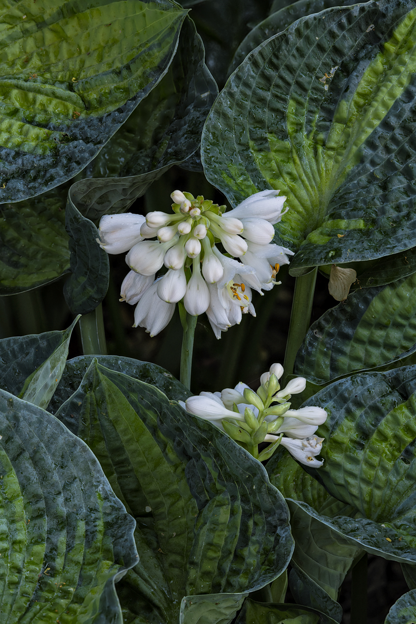 Evening Hostas III