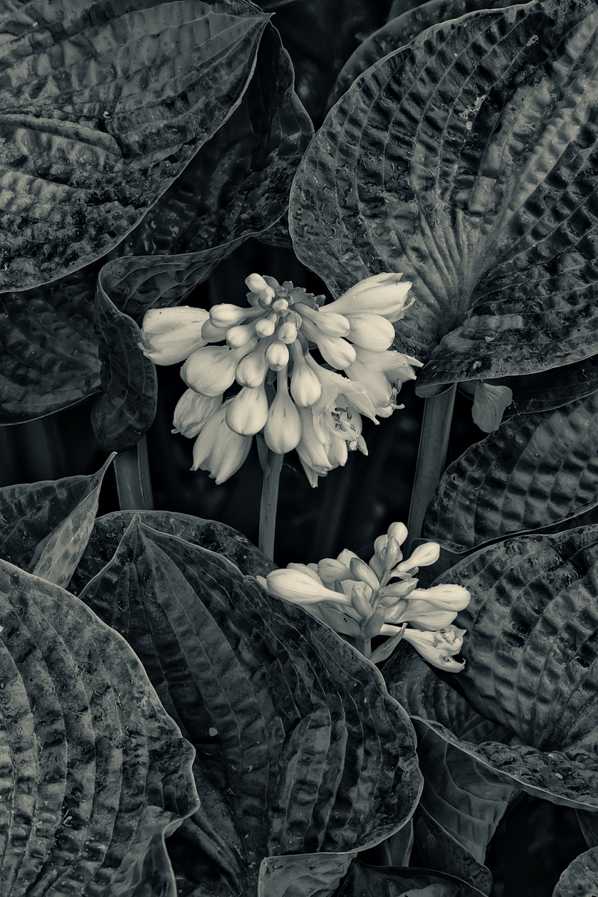 Evening Hostas IV