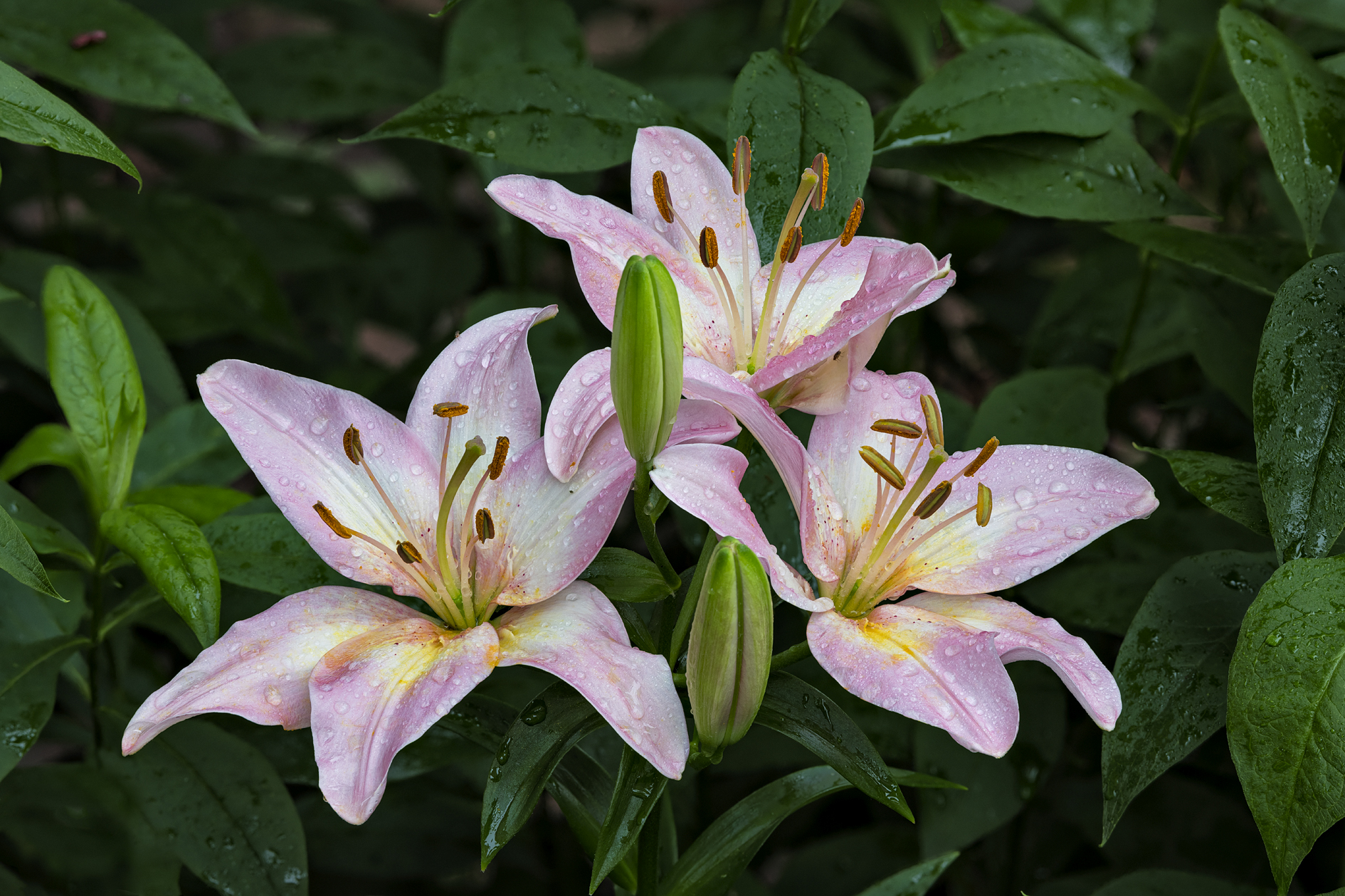 Evening Lillies