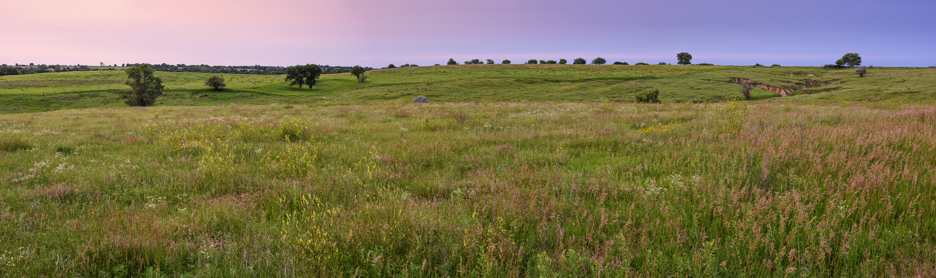 Evening Pasture III