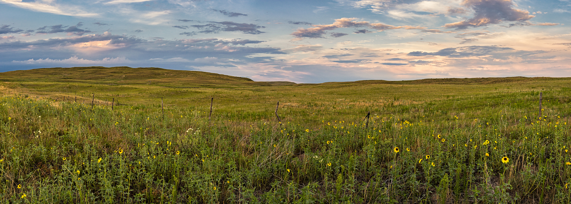 Evening Sunflowers