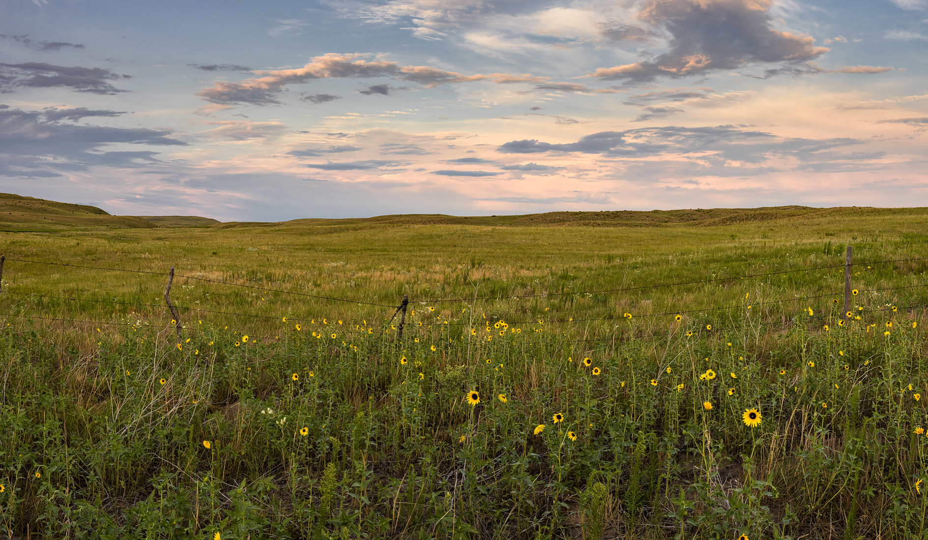 Evening Sunflowers II