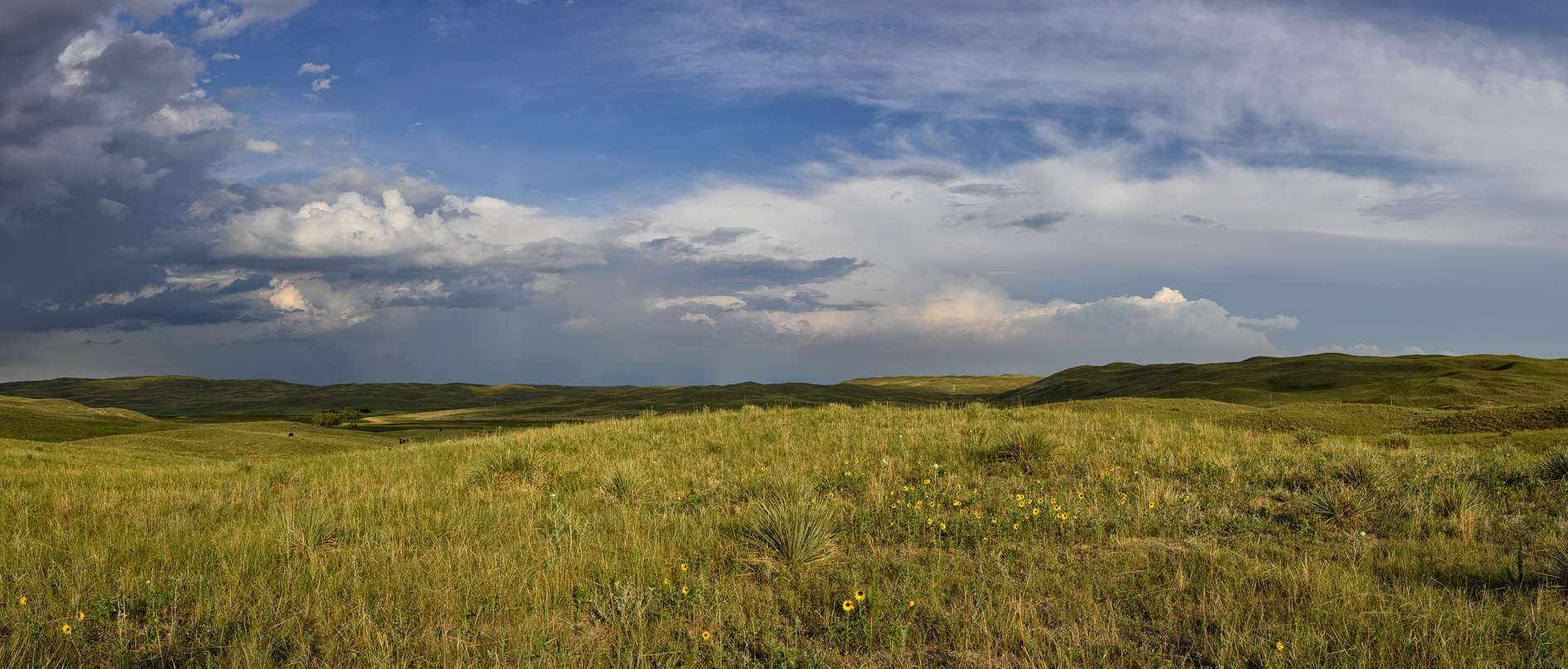 Evening Sunflowers III