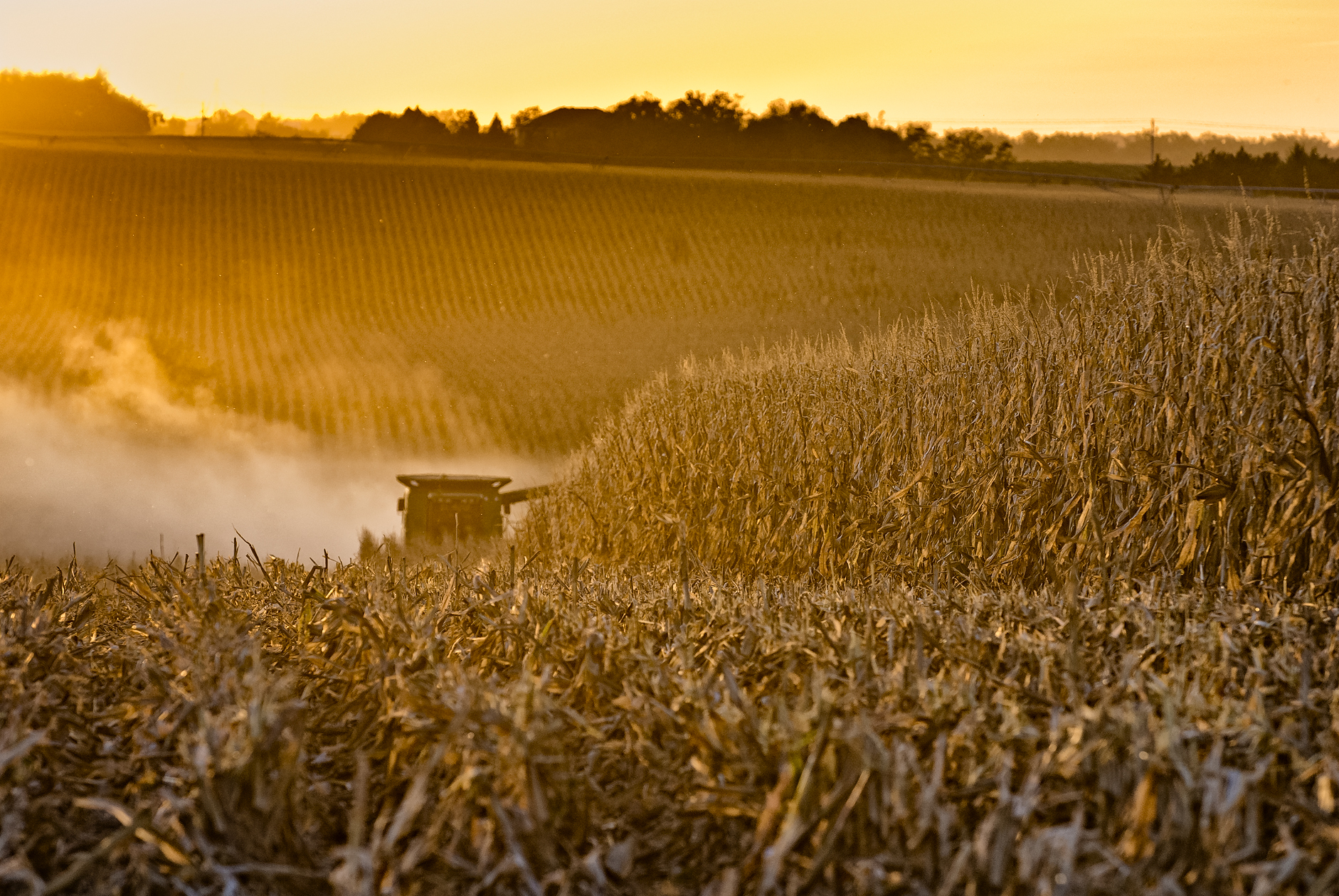 Evenings in the Field