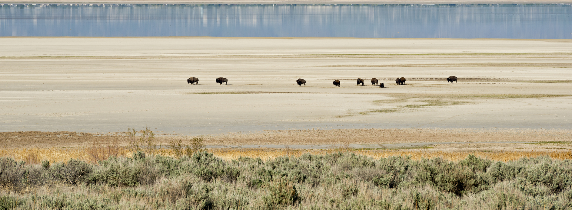 Evenings on the Flats
