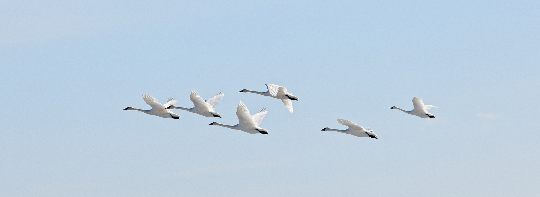 Flight of the Swans