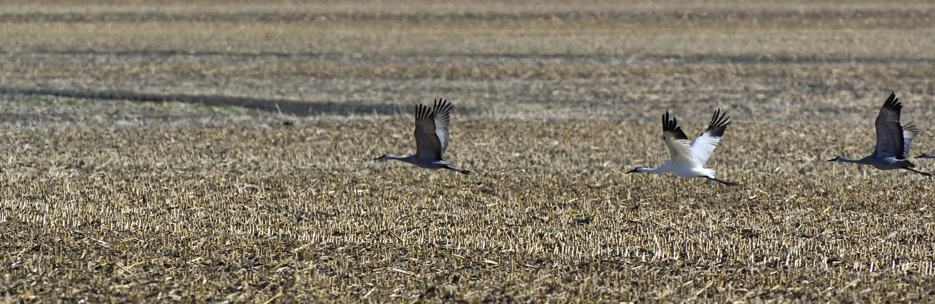 Flight of the Whooper