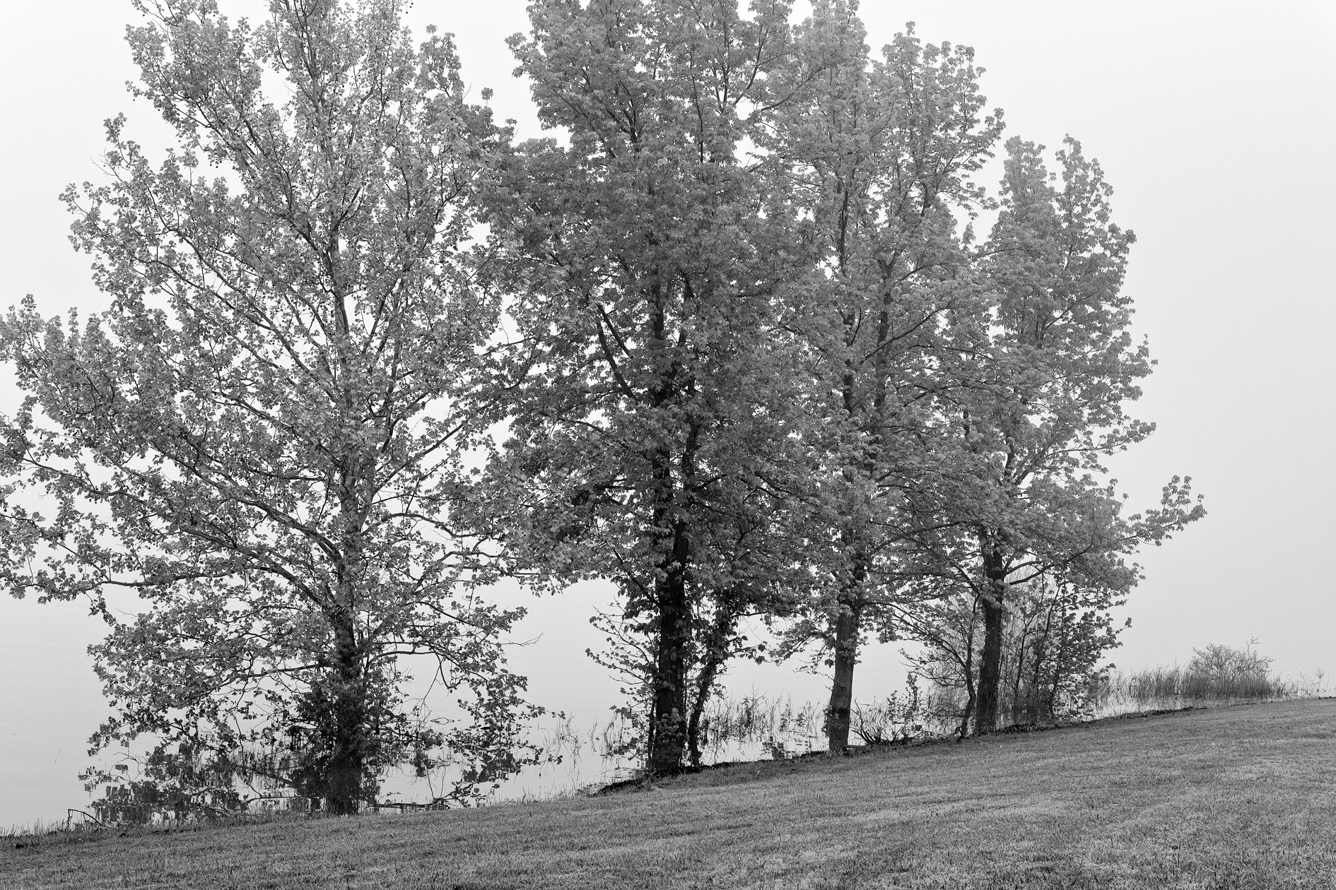 Foggy Morning Vision