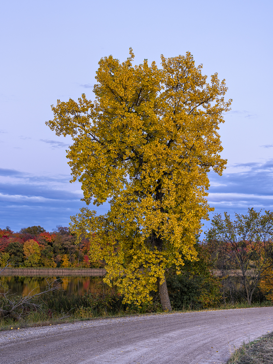 Found Gold at Silver Lake