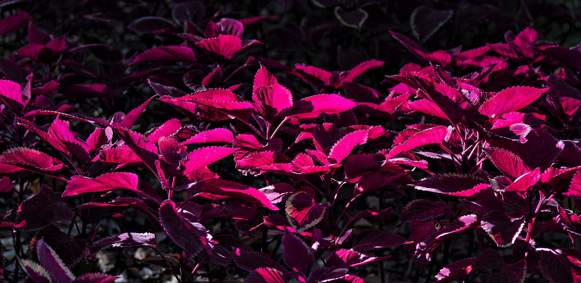 Frankly Scarlett III