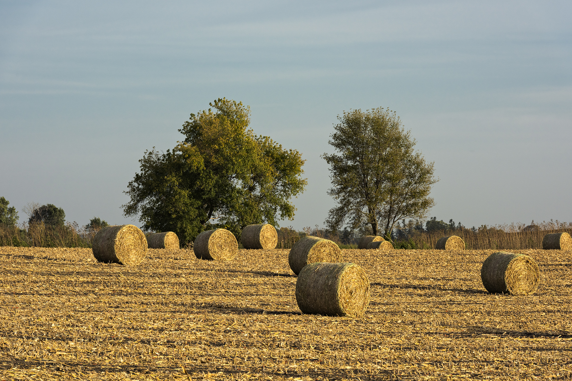 Freeborn Bales
