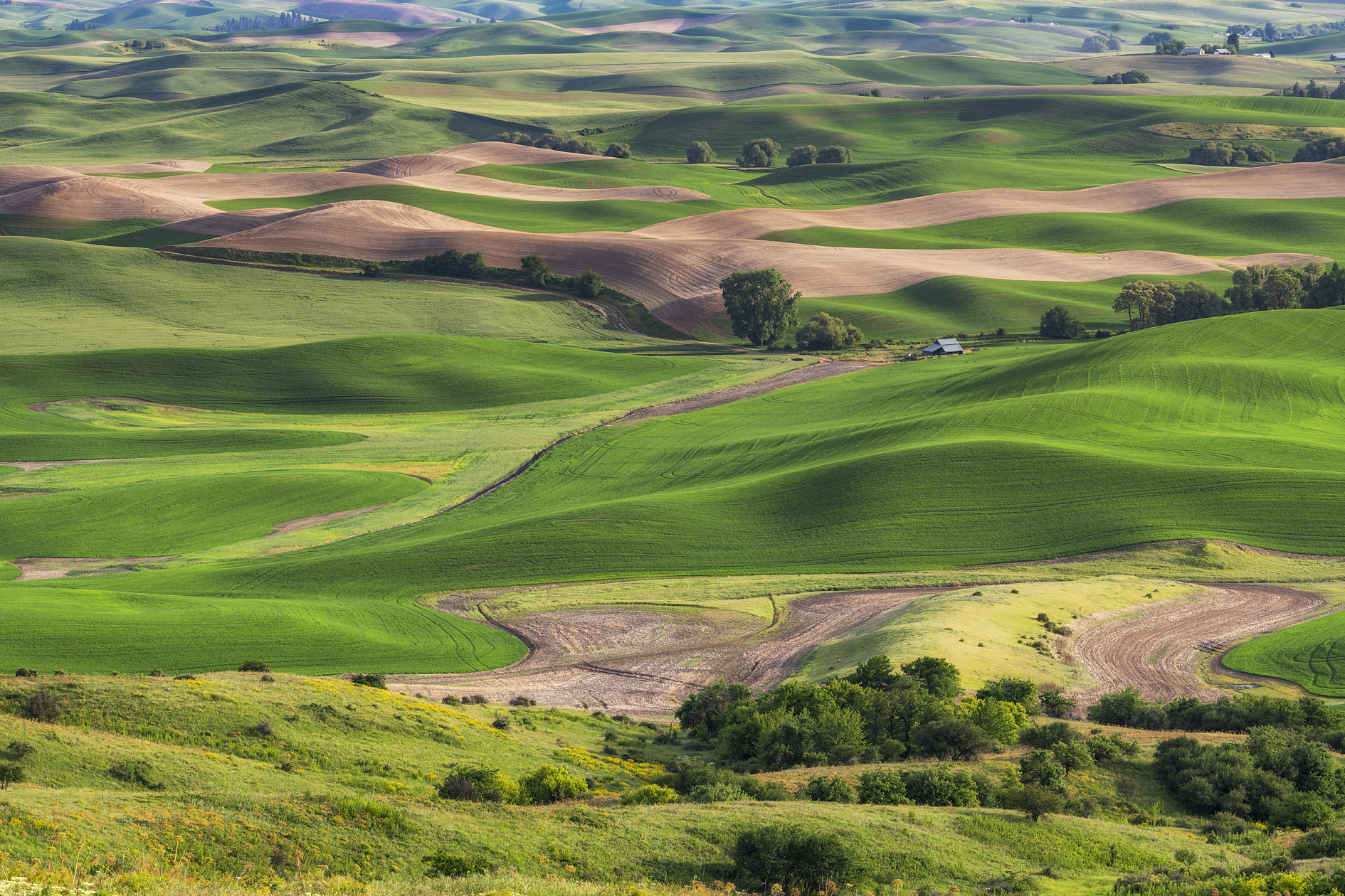 From Steptoe Butte III