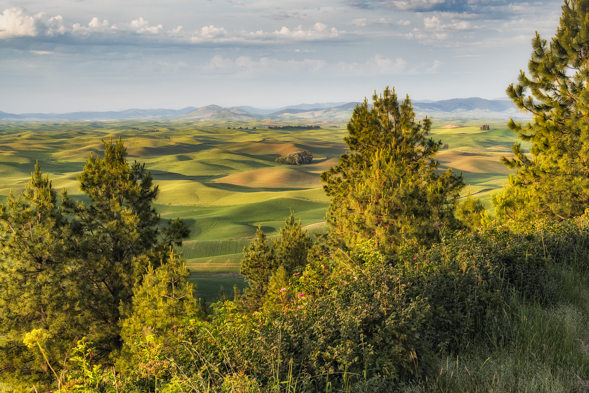 From Steptoe Butte VI