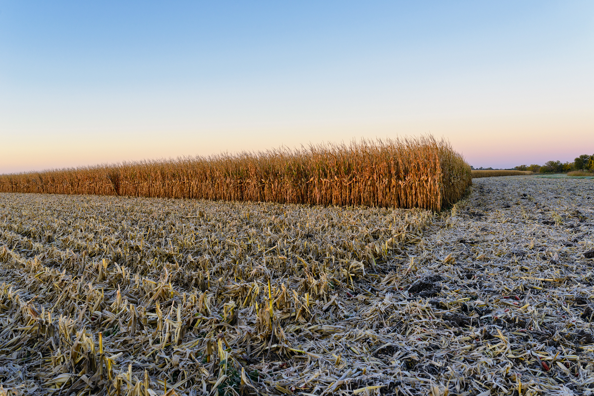 Frost on the Stubble