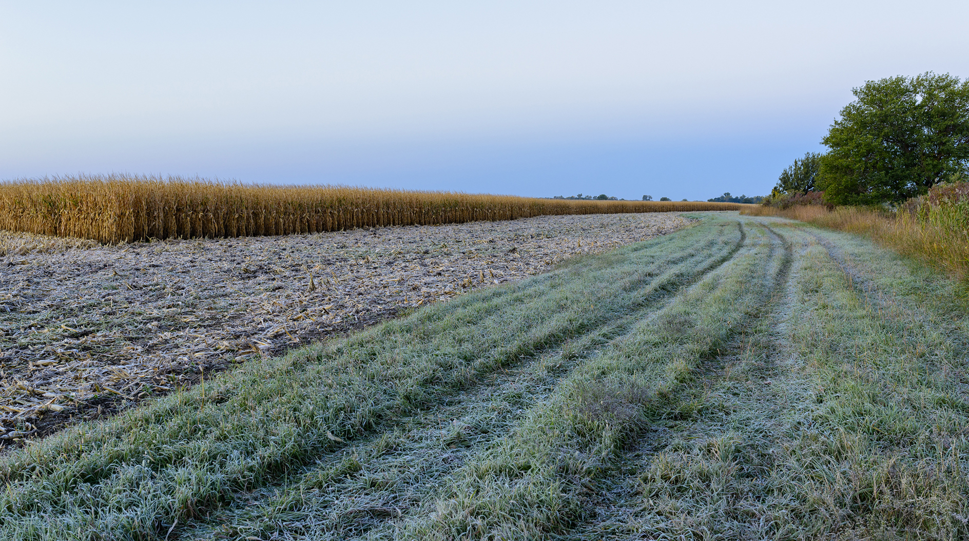 Frost on the Stubble II