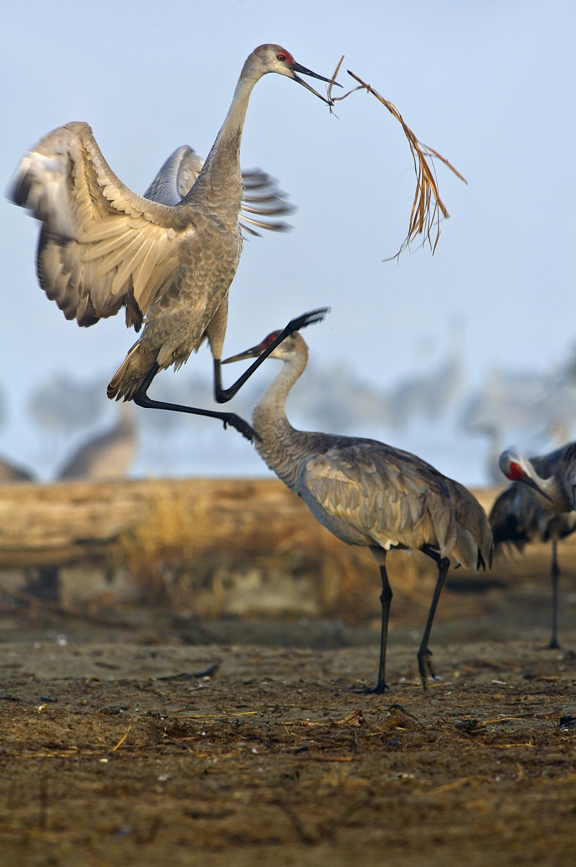 Getting the Brush Off