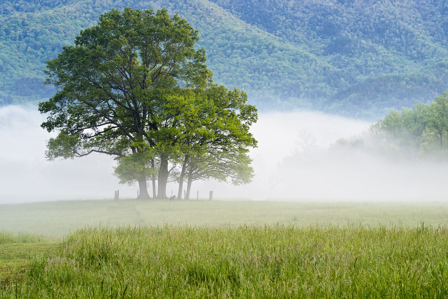 Gobblers in the Mist