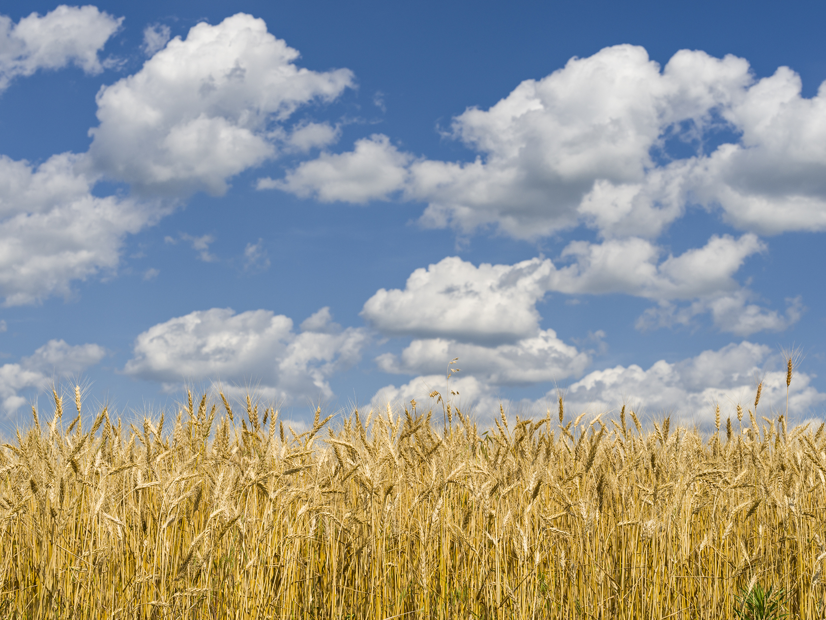 Going with the Grain III