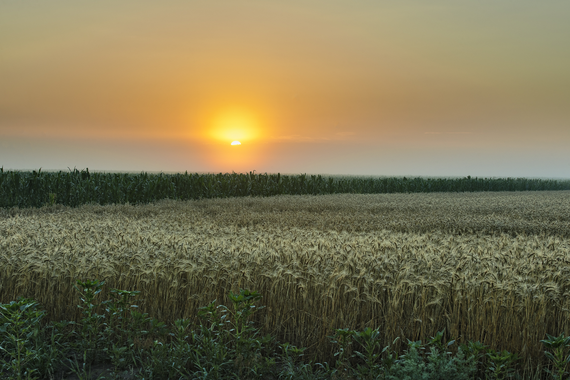 Golden Opportunities