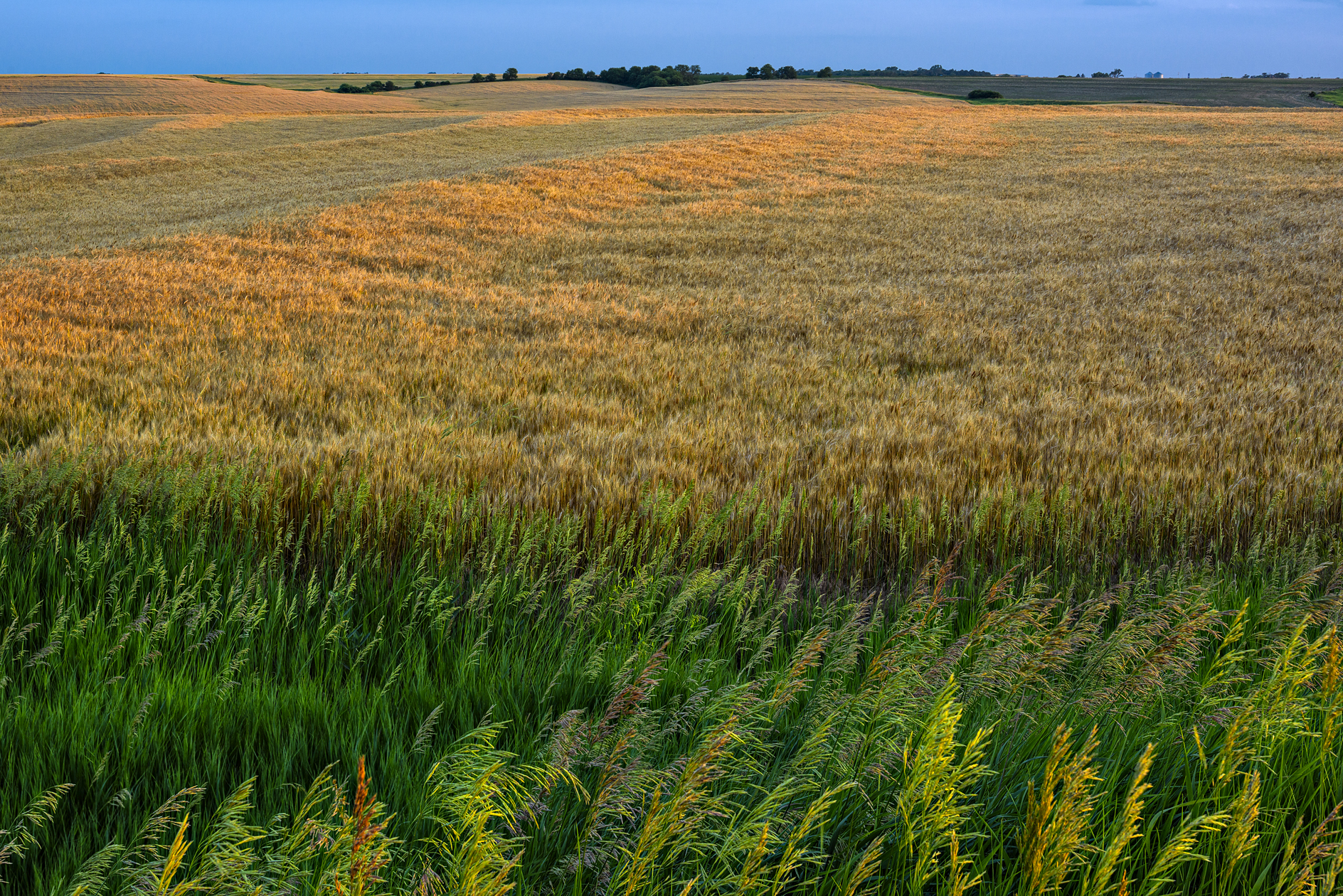 Golden Waves of Grain