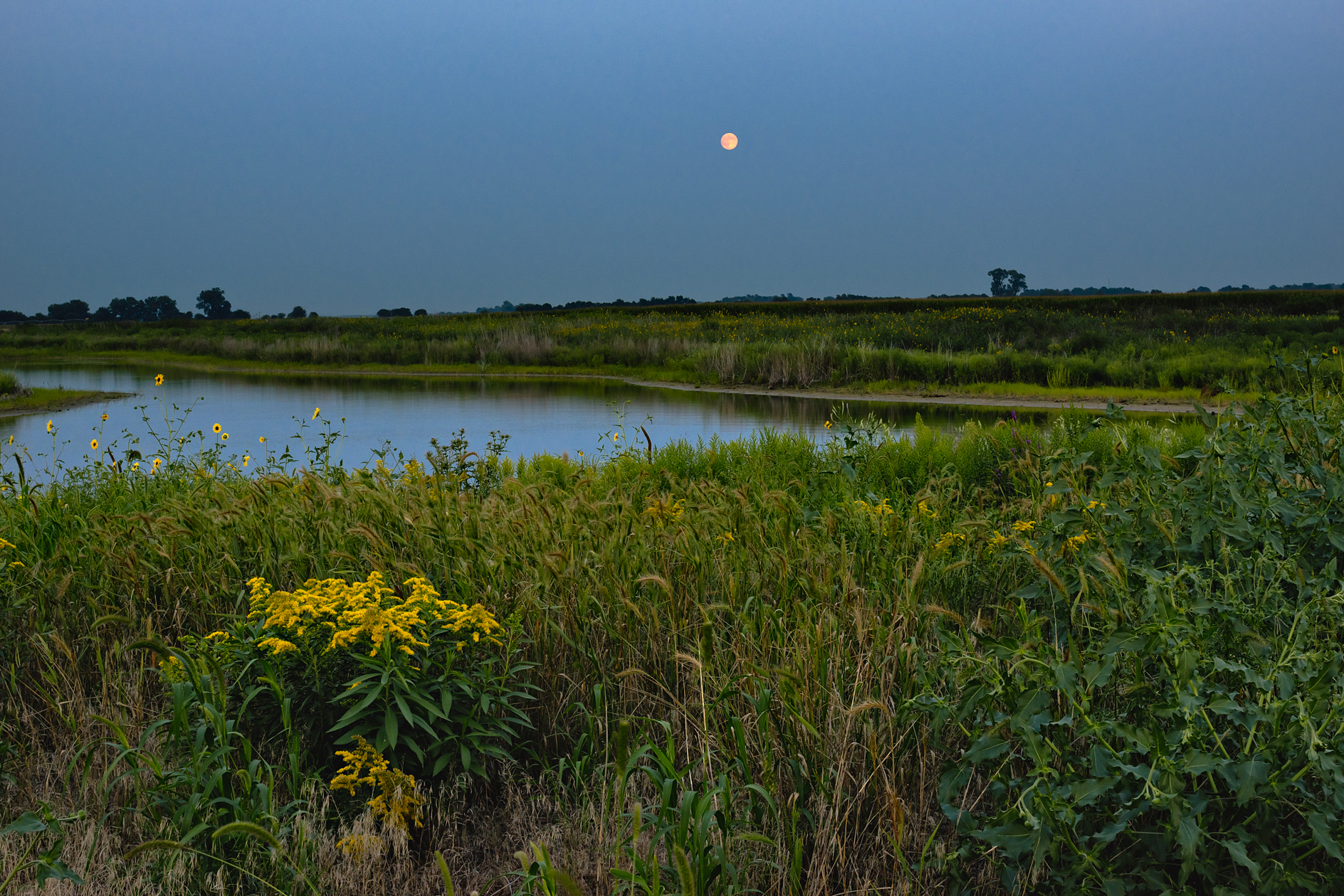 Goldenrod Moon