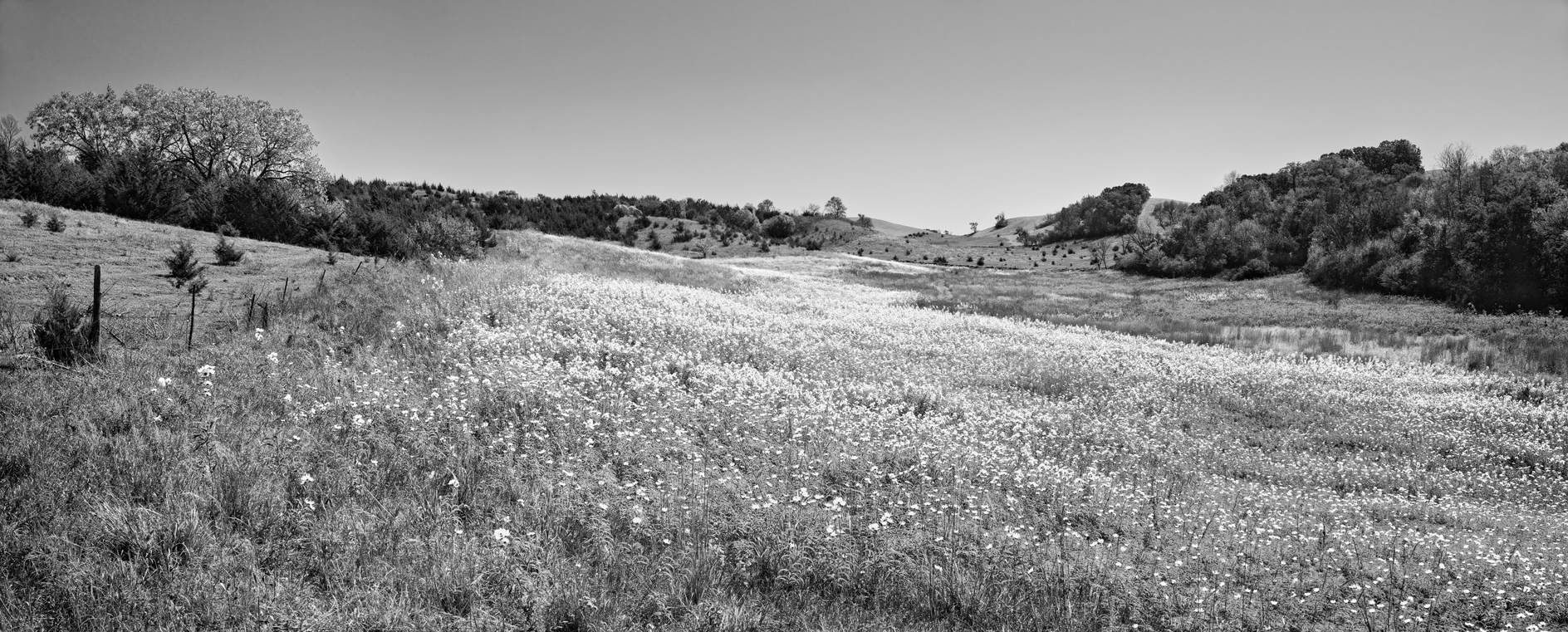Goldenrod Pasture