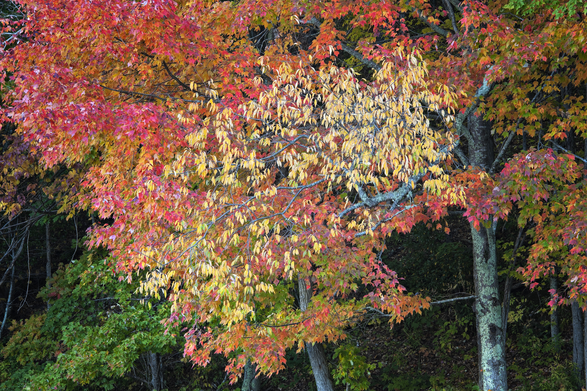 Goldilocks in Bear country