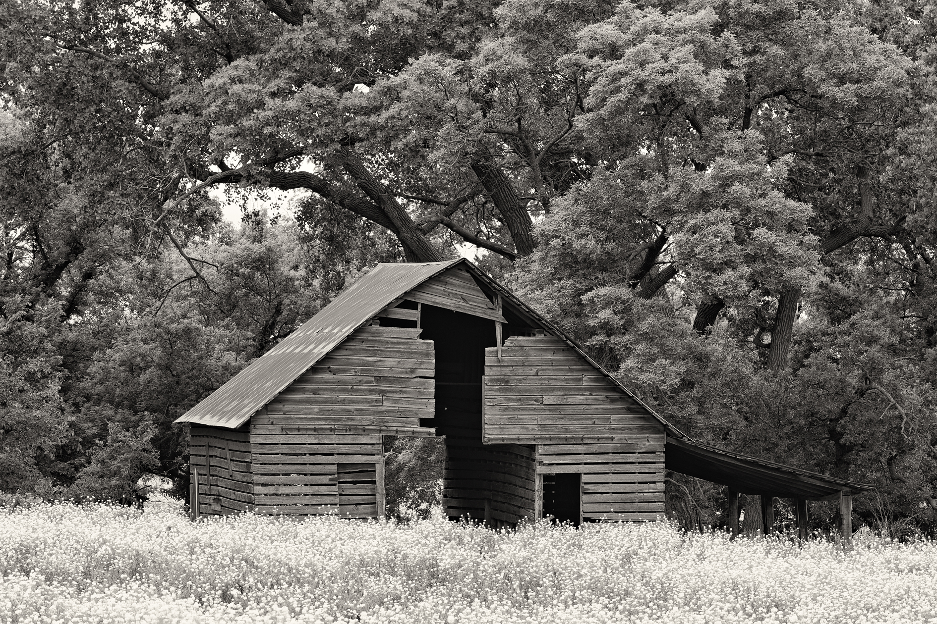 Grandpas New Shoes II