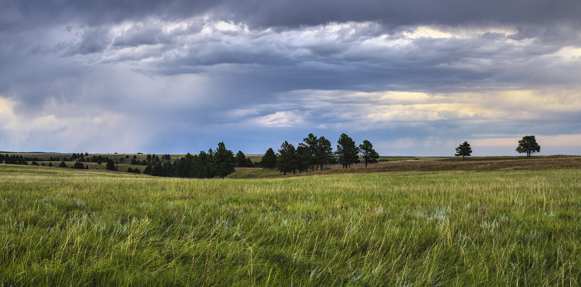 Grassland Evening