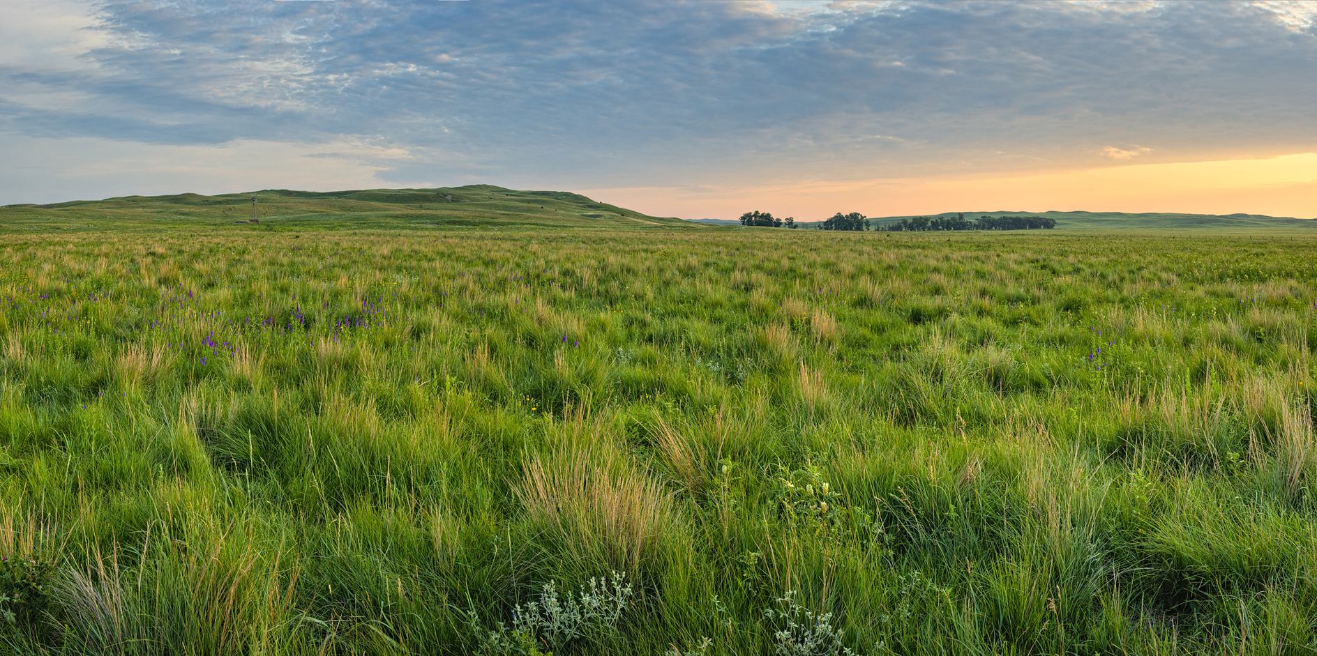 Grassland Grandeur