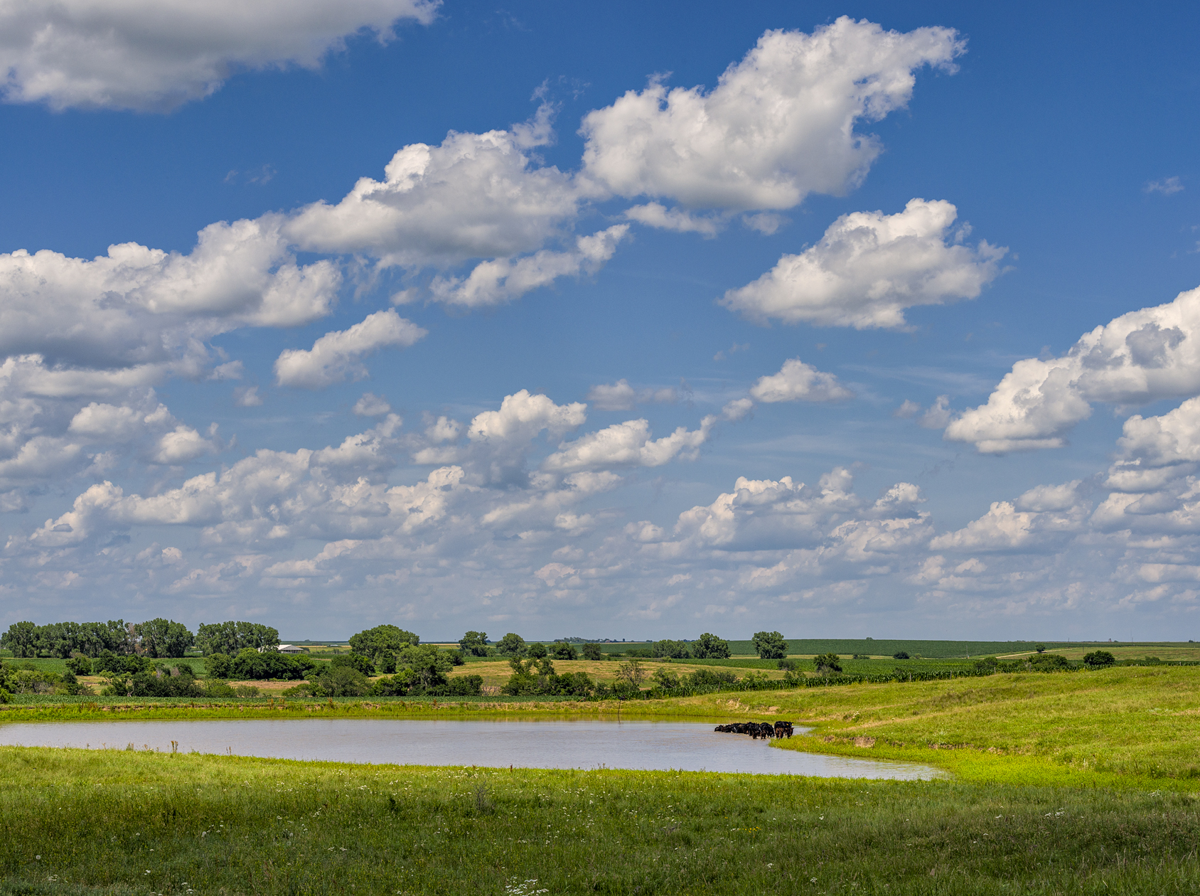 Great Day for a Swim