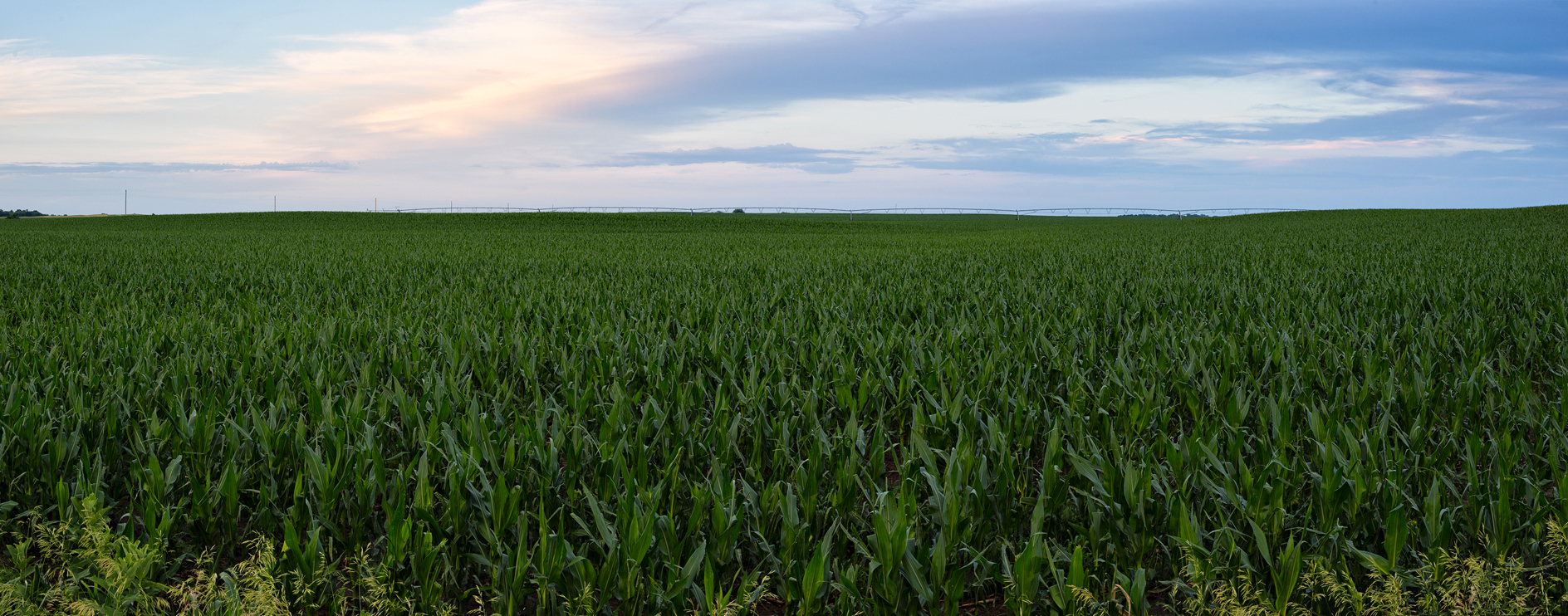 Green Corn Evening