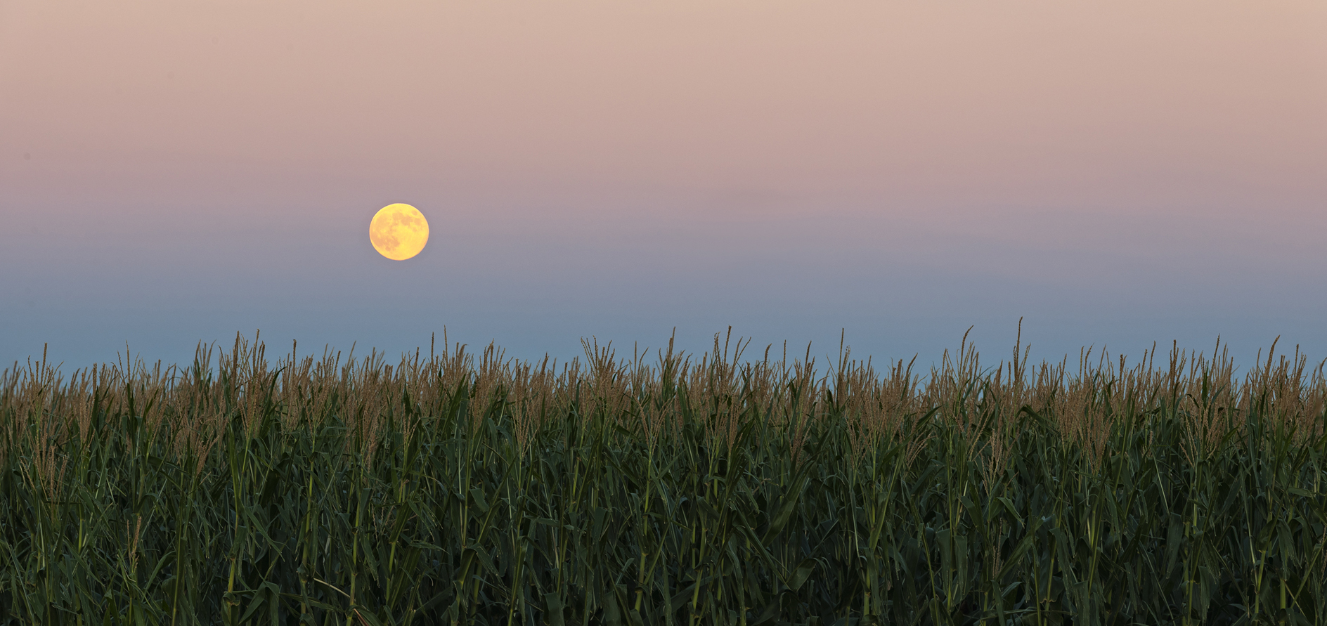 Green Corn Moon