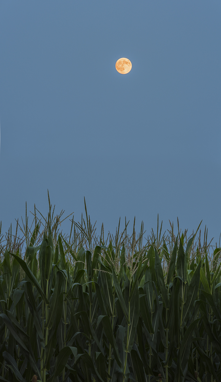 Green Corn Moon II
