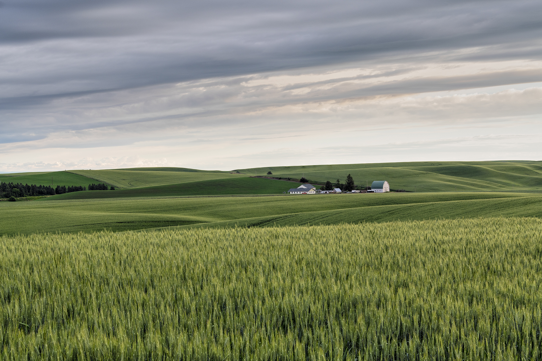 Green Wheat Evening